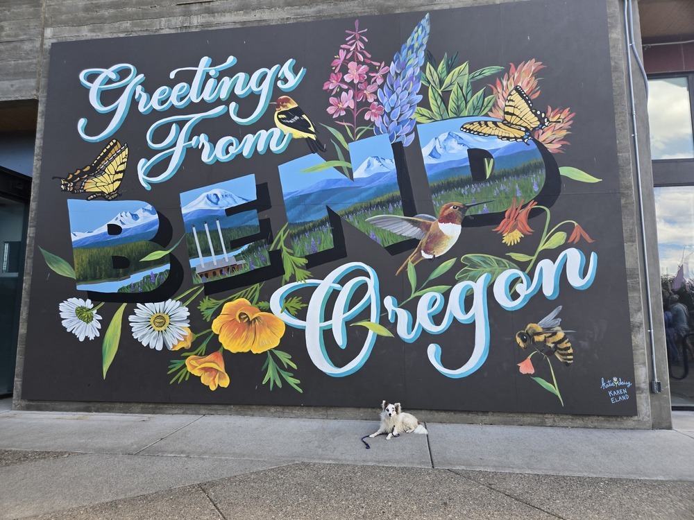 Pinky, an adoptable Pomeranian, Australian Shepherd in Bend, OR, 97701 | Photo Image 4