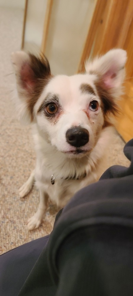 Pinky, an adoptable Australian Shepherd, Pomeranian in Bend, OR, 97701 | Photo Image 5