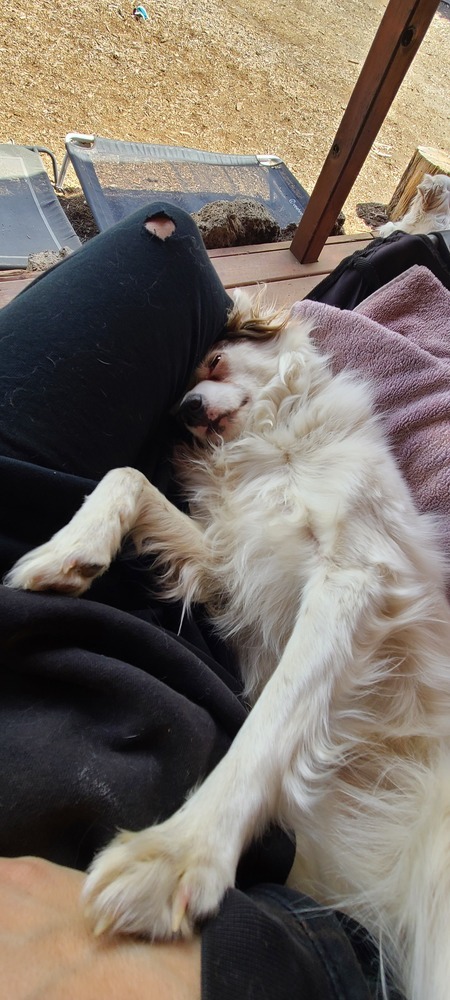 Pinky, an adoptable Pomeranian, Australian Shepherd in Bend, OR, 97701 | Photo Image 5