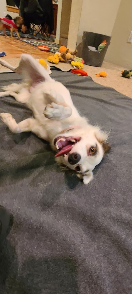 Pinky, an adoptable Australian Shepherd, Pomeranian in Bend, OR, 97701 | Photo Image 6