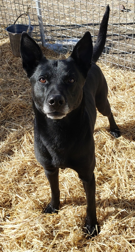 Diesel, an adoptable Australian Kelpie in Challis, ID, 83226 | Photo Image 1