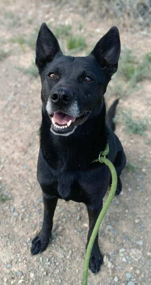Diesel, an adoptable Australian Kelpie in Challis, ID, 83226 | Photo Image 1