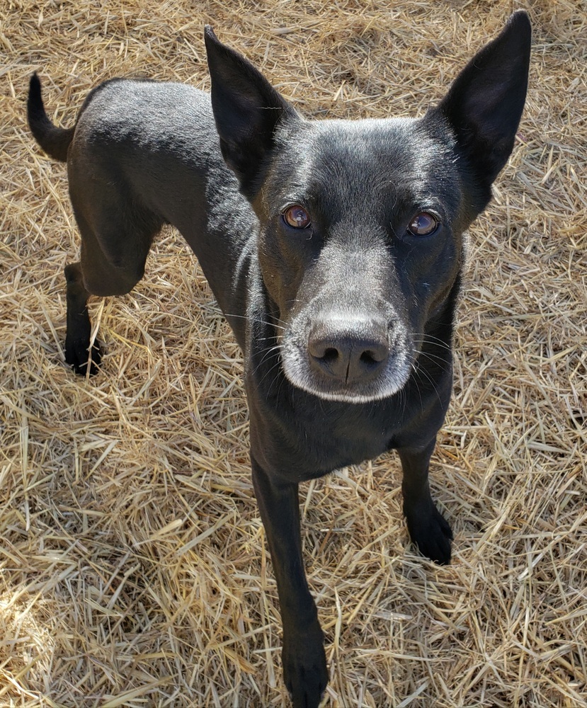 Diesel, an adoptable Australian Kelpie in Challis, ID, 83226 | Photo Image 2