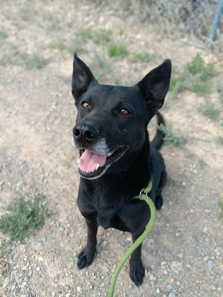 Diesel, an adoptable Australian Kelpie in Challis, ID, 83226 | Photo Image 2