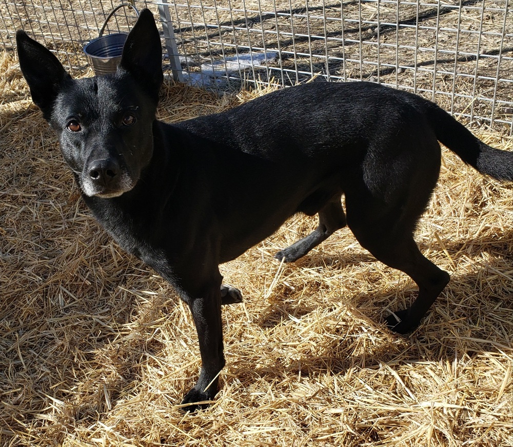 Diesel, an adoptable Australian Kelpie in Challis, ID, 83226 | Photo Image 3