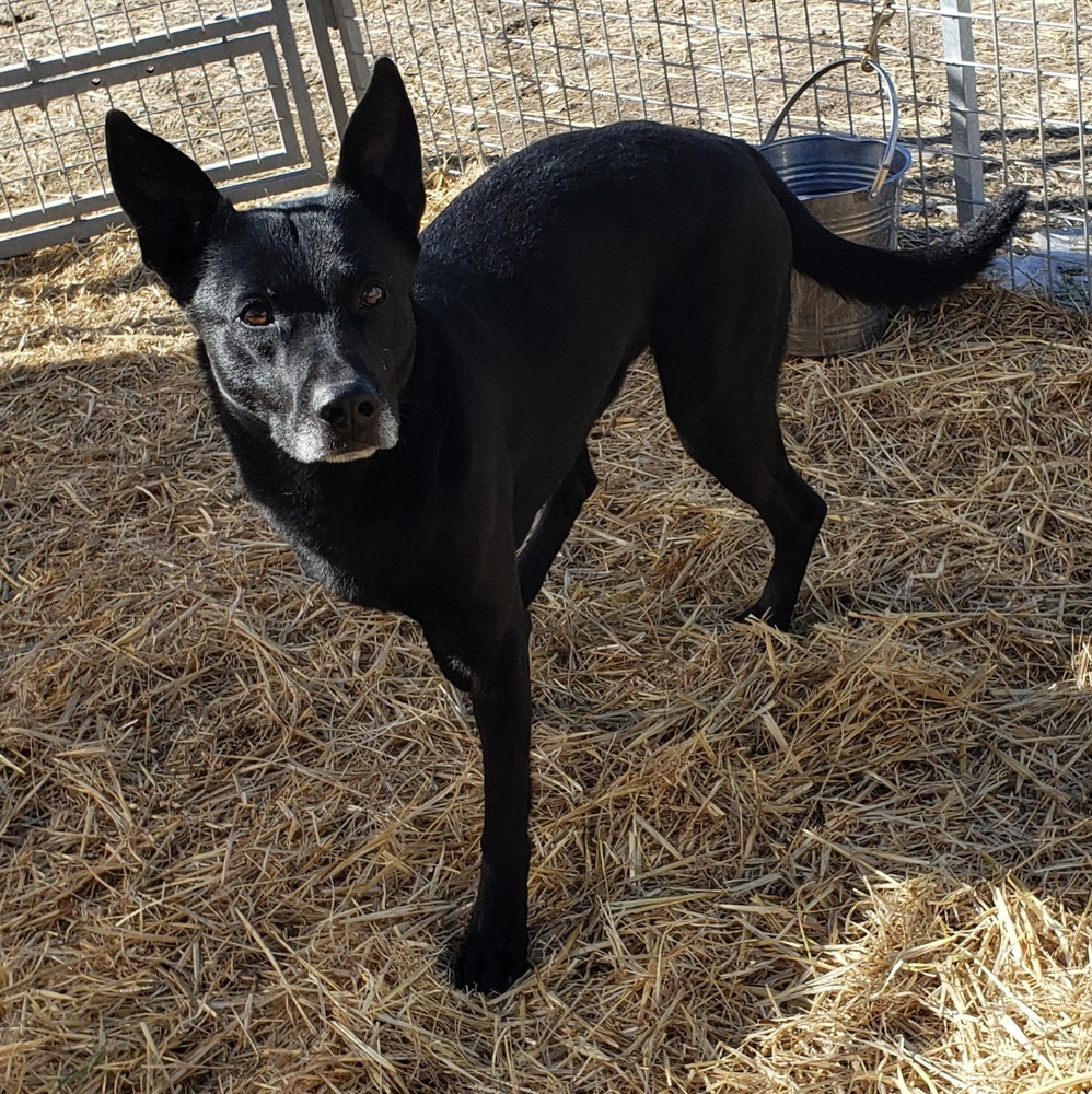 Diesel, an adoptable Australian Kelpie in Challis, ID, 83226 | Photo Image 4