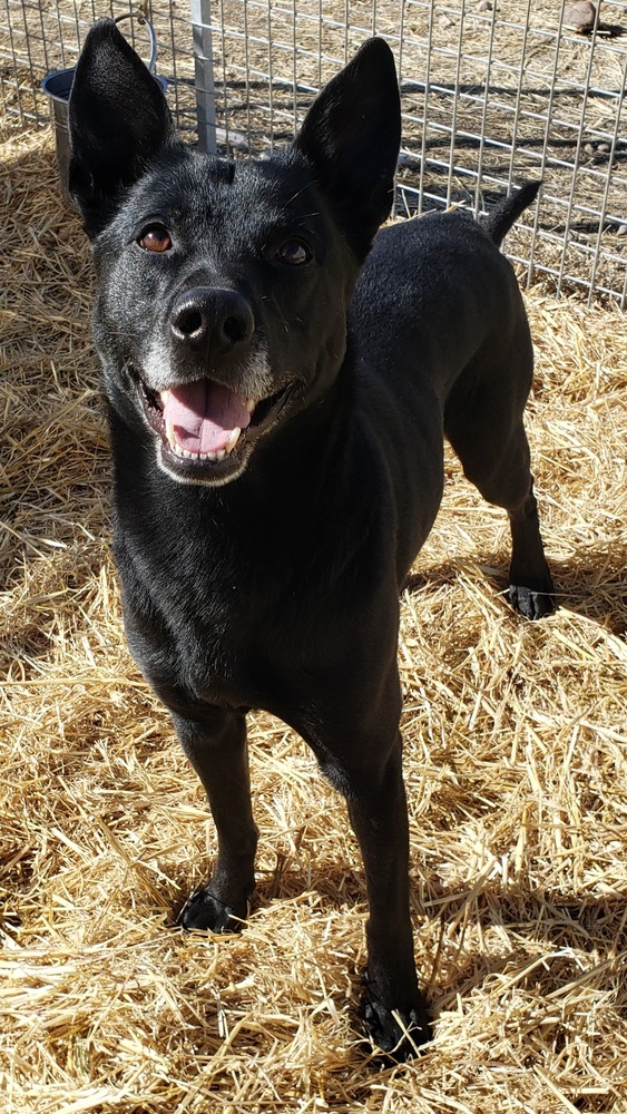 Diesel, an adoptable Australian Kelpie in Challis, ID, 83226 | Photo Image 5