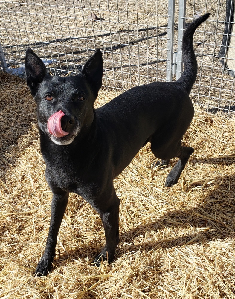 Diesel, an adoptable Australian Kelpie in Challis, ID, 83226 | Photo Image 6