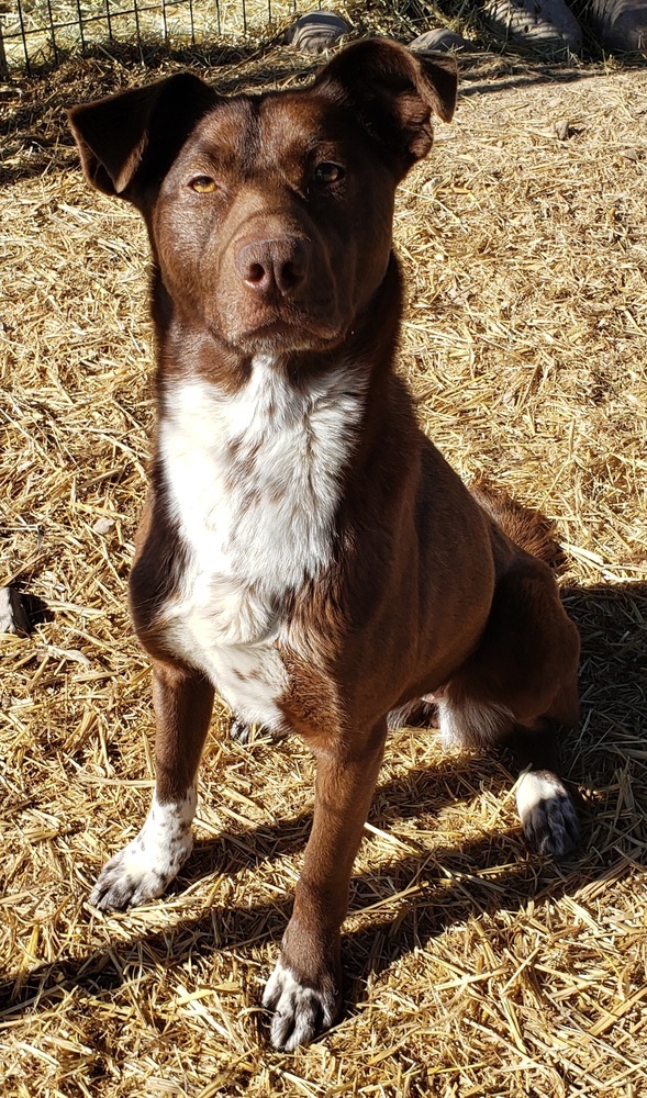 Lainey, an adoptable Cattle Dog in Challis, ID, 83226 | Photo Image 1