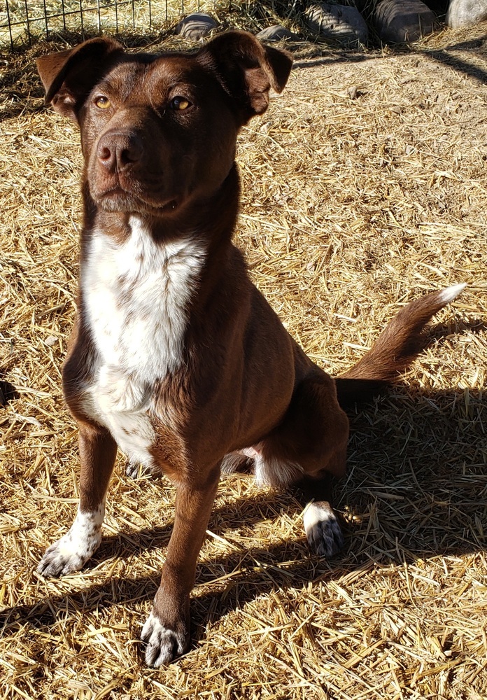 Lainey, an adoptable Cattle Dog in Challis, ID, 83226 | Photo Image 2