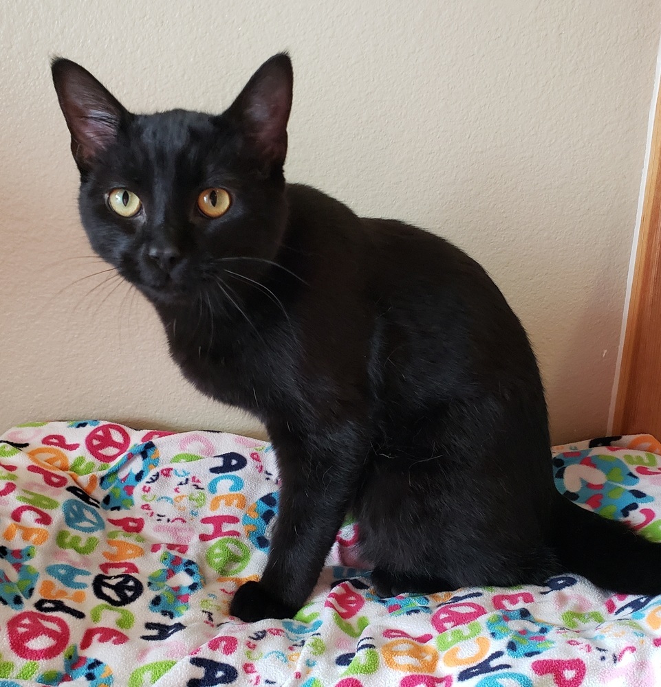 Zim, an adoptable Domestic Short Hair in Challis, ID, 83226 | Photo Image 1