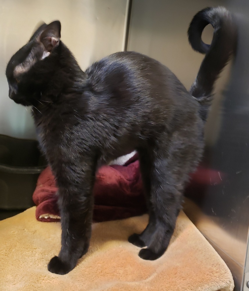 Zim, an adoptable Domestic Short Hair in Challis, ID, 83226 | Photo Image 4