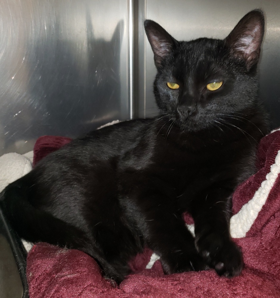 Zim, an adoptable Domestic Short Hair in Challis, ID, 83226 | Photo Image 5