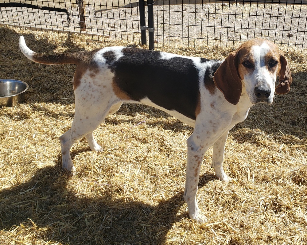 Ava, an adoptable Coonhound in Challis, ID, 83226 | Photo Image 1