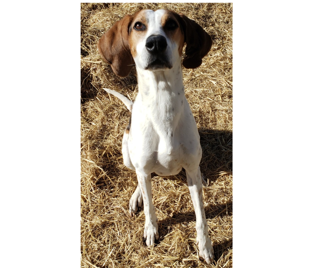 Ava, an adoptable Coonhound in Challis, ID, 83226 | Photo Image 2