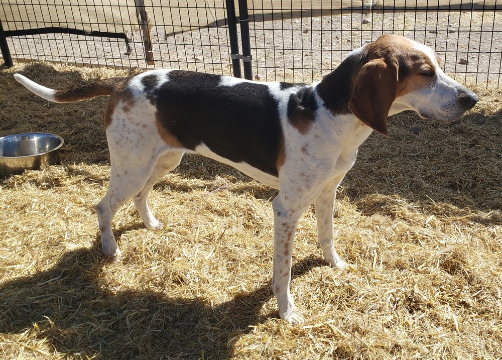 Ava, an adoptable Coonhound in Challis, ID, 83226 | Photo Image 3