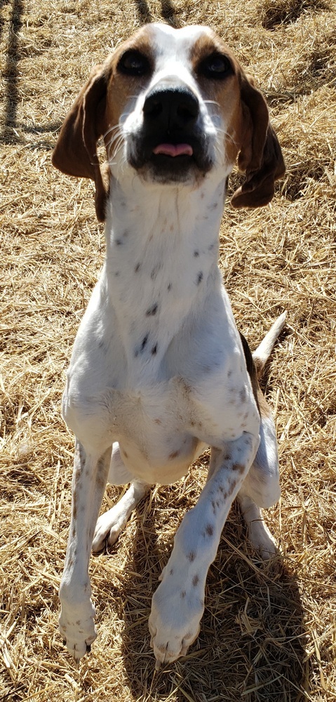 Ava, an adoptable Coonhound in Challis, ID, 83226 | Photo Image 4