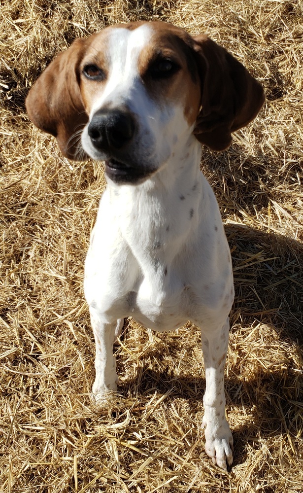 Ava, an adoptable Coonhound in Challis, ID, 83226 | Photo Image 5