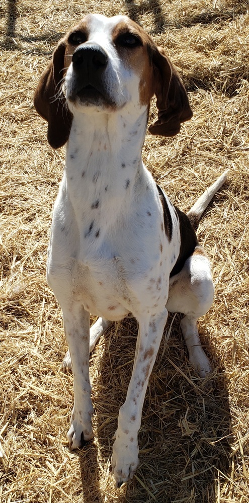 Ava, an adoptable Coonhound in Challis, ID, 83226 | Photo Image 6