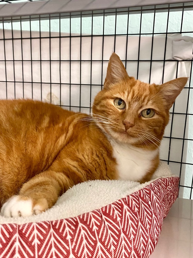 Cara, an adoptable Domestic Short Hair in Grants Pass, OR, 97526 | Photo Image 1