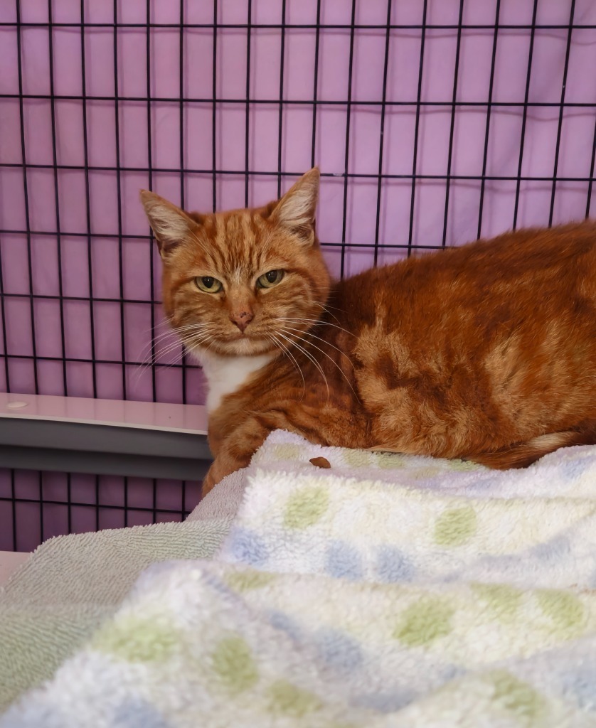Cara, an adoptable Domestic Short Hair in Grants Pass, OR, 97526 | Photo Image 2