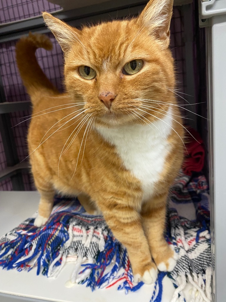 Cara, an adoptable Domestic Short Hair in Grants Pass, OR, 97526 | Photo Image 3