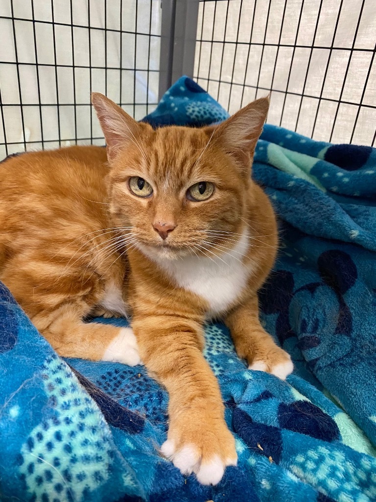 Cara, an adoptable Domestic Short Hair in Grants Pass, OR, 97526 | Photo Image 4