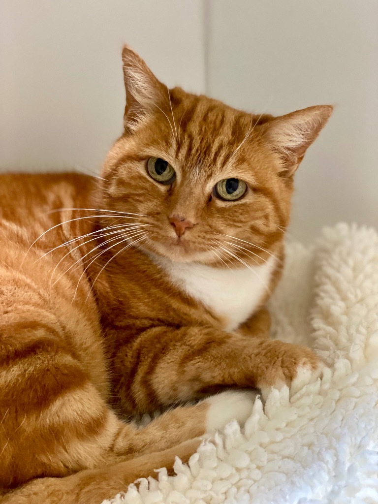 Cara, an adoptable Domestic Short Hair in Grants Pass, OR, 97526 | Photo Image 6