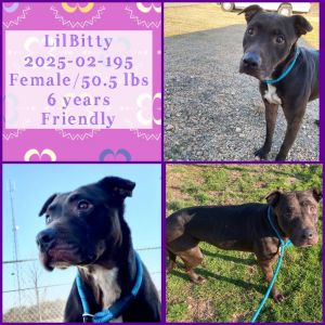 2025-02-195 *Lil Bitty*, Adult Female unknown