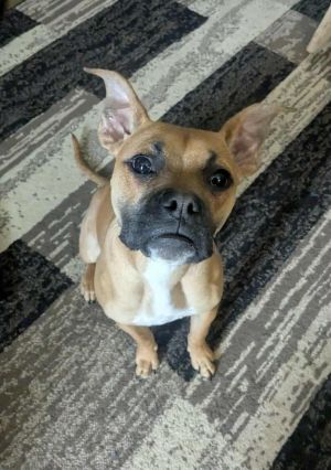 Ivy, Young Female Boxer