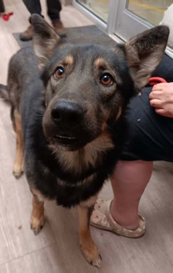 Toby, an adoptable German Shepherd Dog in Suamico, WI, 54173 | Photo Image 1