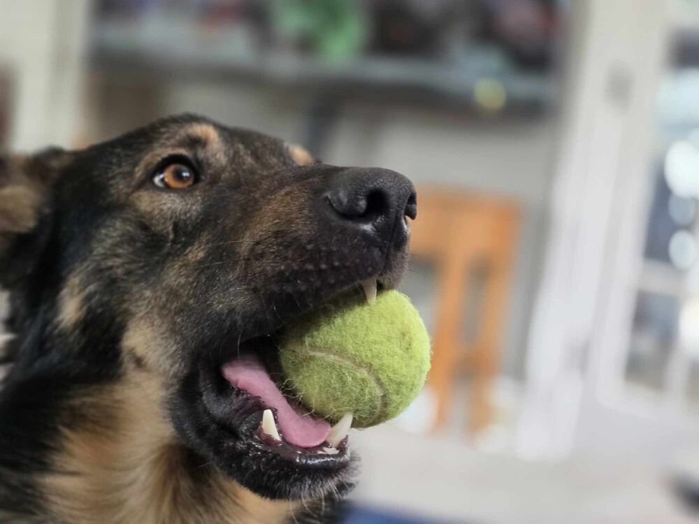 Toby, an adoptable German Shepherd Dog in Suamico, WI, 54173 | Photo Image 2