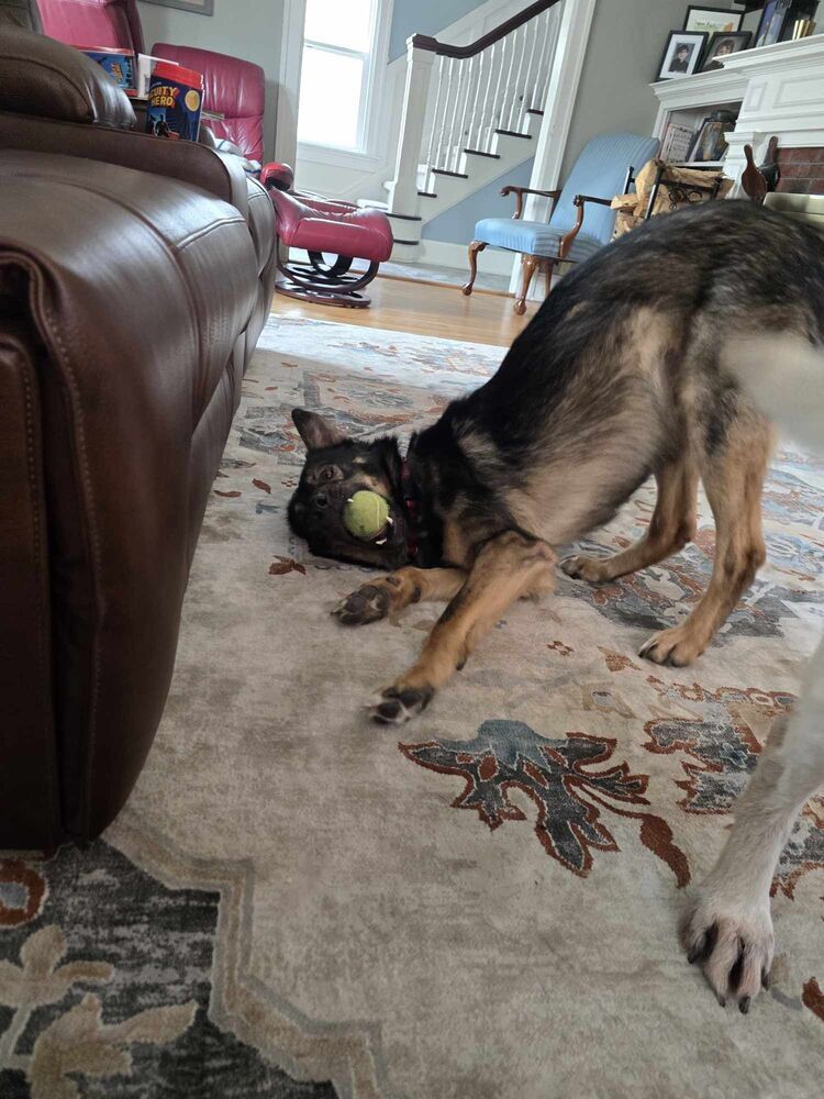 Toby, an adoptable German Shepherd Dog in Suamico, WI, 54173 | Photo Image 3