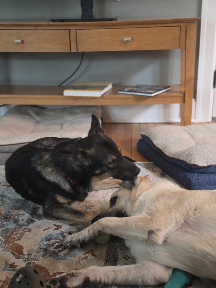 Toby, an adoptable German Shepherd Dog in Suamico, WI, 54173 | Photo Image 4