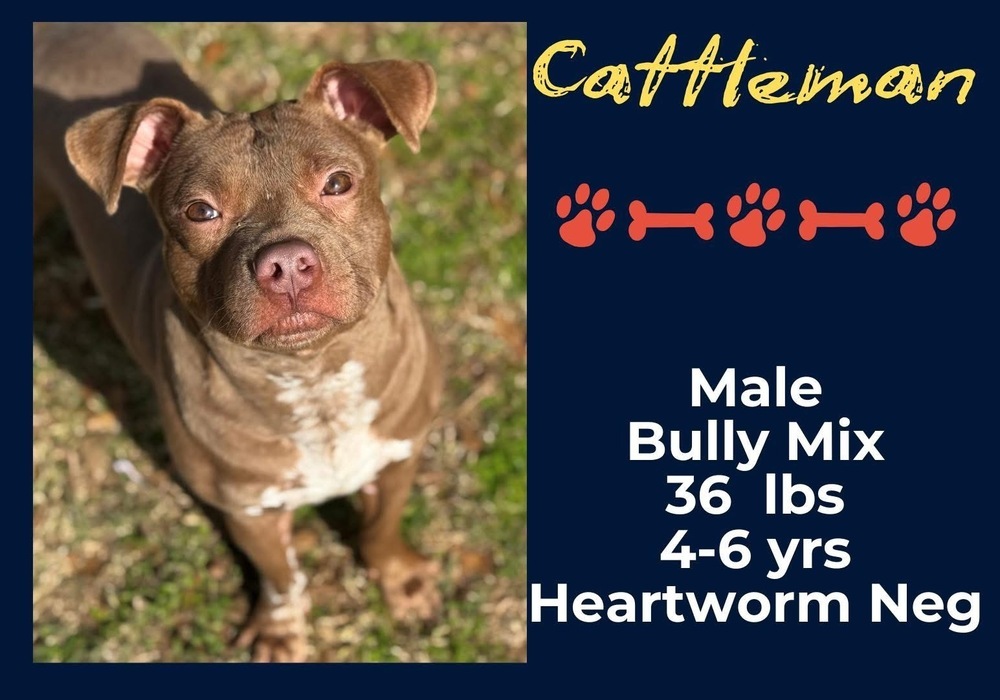 Mr. Cattleman