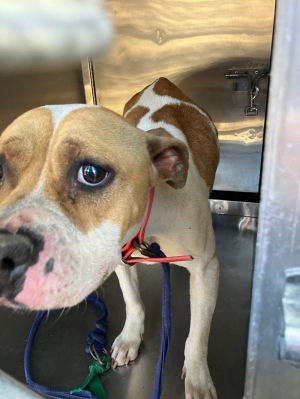 Juno Tag 48, Adult Female Mixed Breed