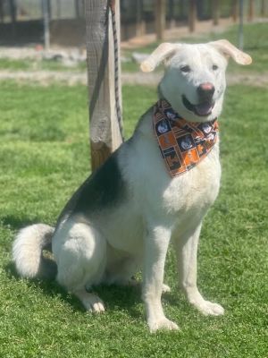 Dunlap is a friendly one-year-old male Shepherd Hes a sturdy 89 pounds and has a beautiful salt an