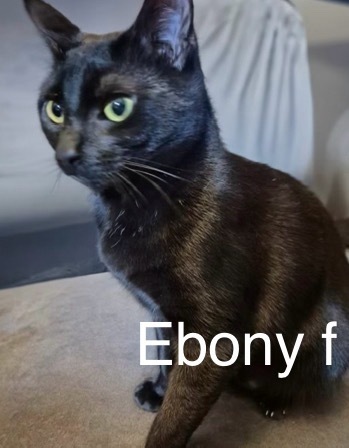 Ebony, an adoptable Domestic Short Hair in Bend, OR, 97701 | Photo Image 1