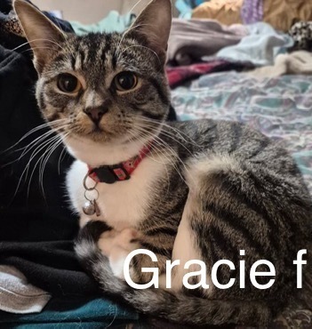 Gracie, an adoptable Domestic Short Hair in Bend, OR, 97701 | Photo Image 1