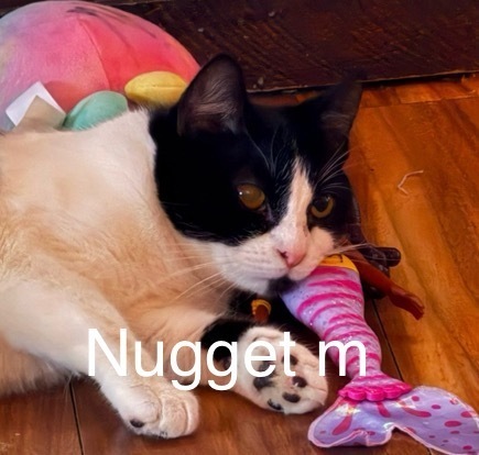 Nugget, an adoptable Domestic Short Hair in Bend, OR, 97701 | Photo Image 1