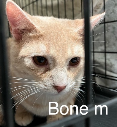 Bone, an adoptable Domestic Short Hair in Bend, OR, 97701 | Photo Image 1