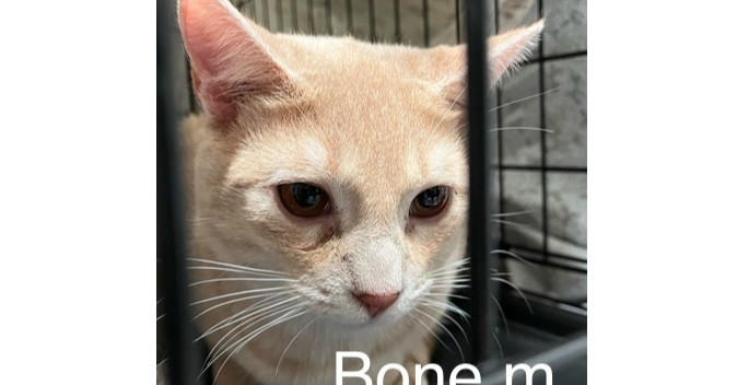 Bone, an adoptable Domestic Short Hair in Bend, OR, 97701 | Photo Image 1