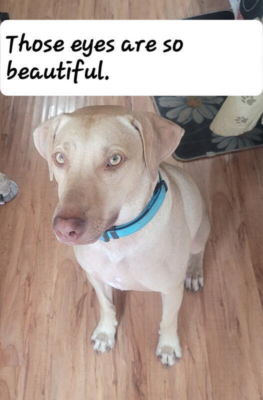 Nubby, an adoptable Labrador Retriever, Weimaraner in Palatine, IL, 60078 | Photo Image 1
