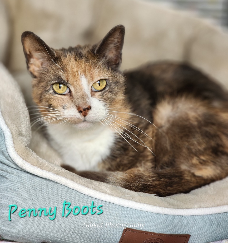 Penny Boots