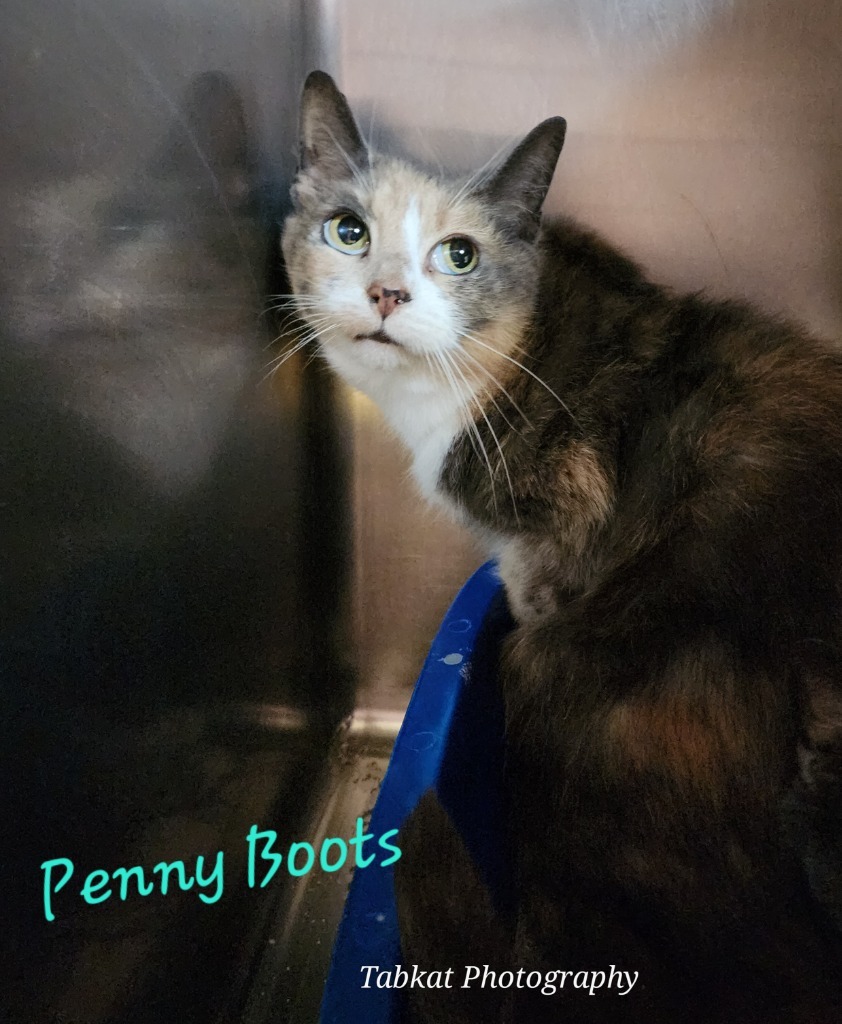 Penny Boots