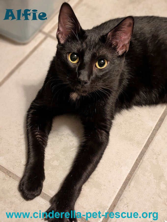 Alfie, an adoptable Domestic Short Hair in Mission, TX, 78574 | Photo Image 1