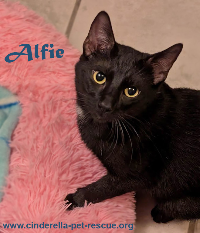 Alfie