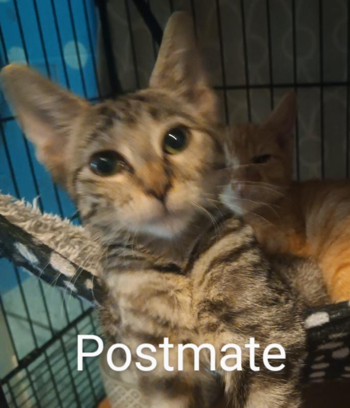 Post Mate 8648