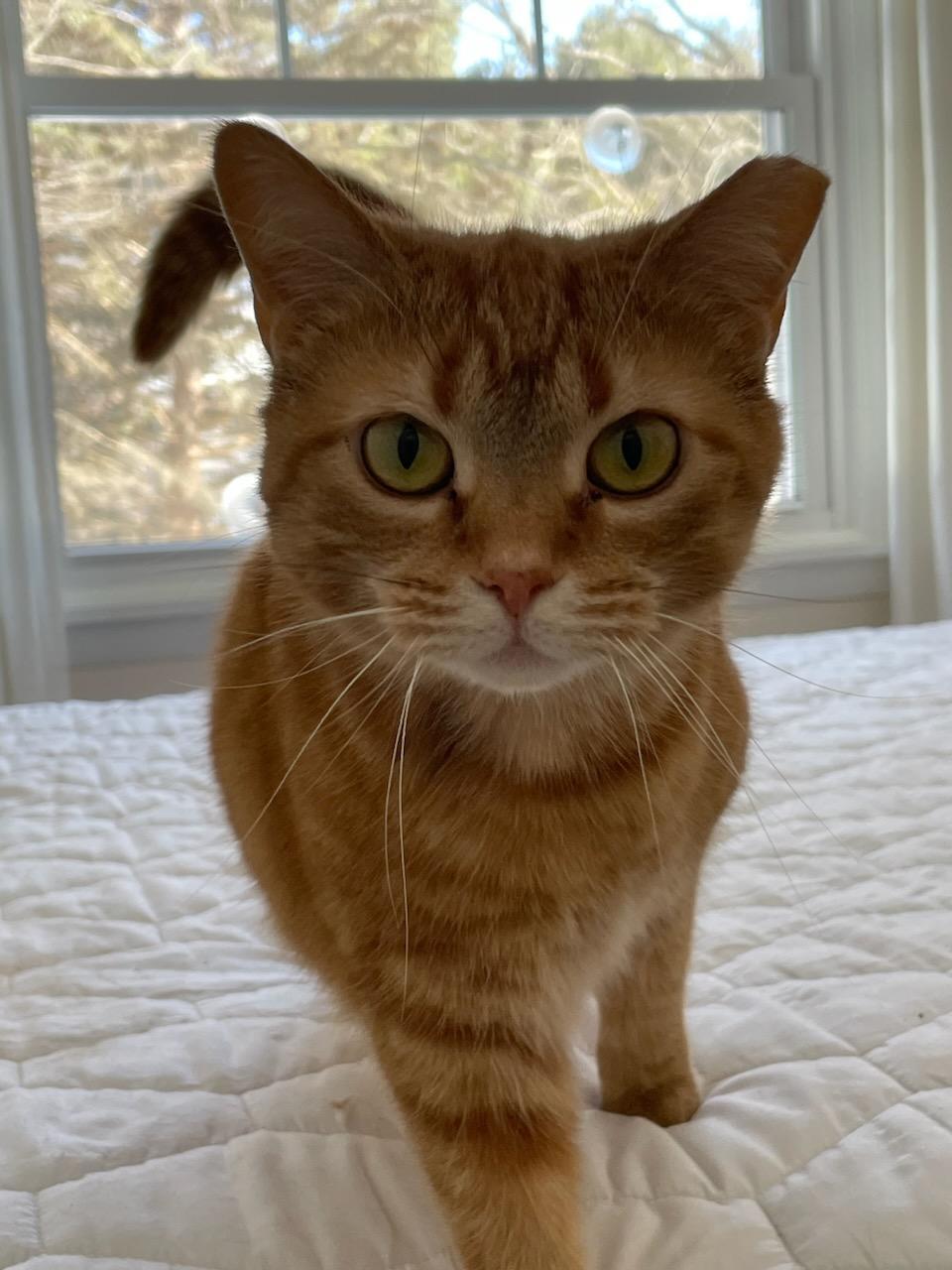 Patricia, an adoptable Tabby, Domestic Short Hair in Traverse City, MI, 49686 | Photo Image 1