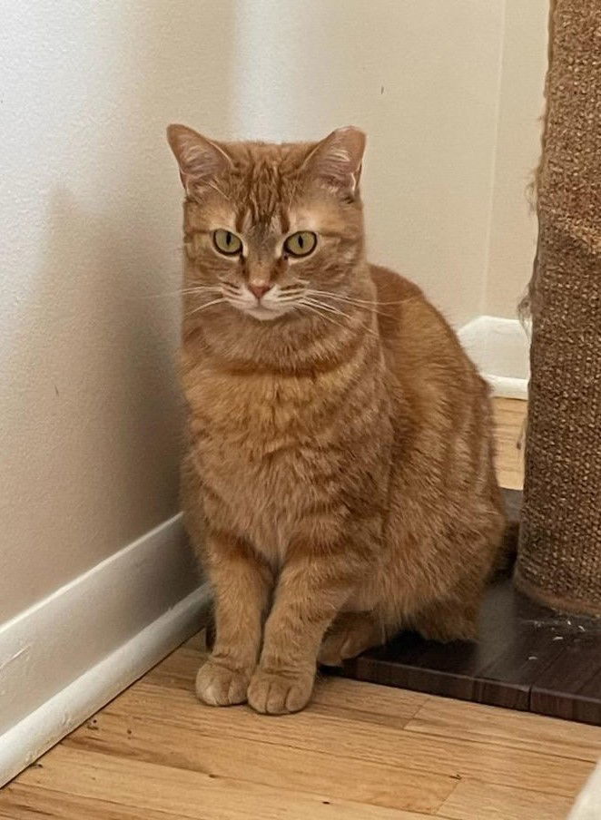 Patricia, an adoptable Tabby, Domestic Short Hair in Traverse City, MI, 49686 | Photo Image 2